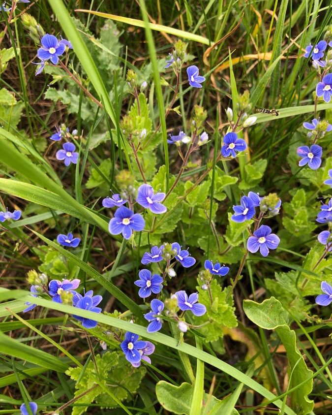 Blühende Wildkräuter in einer Wiese
