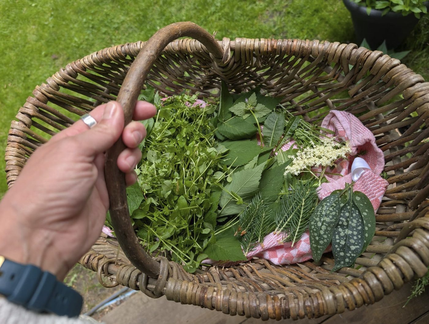 Weidenkorb mit frisch gesammelten Kräutern