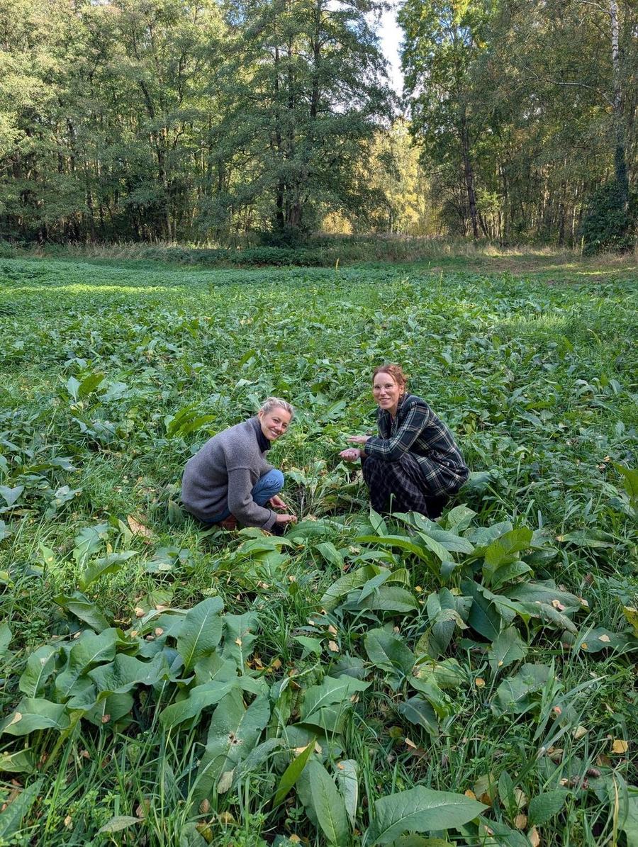 Zwei Frauen sammeln Kräuter auf einer Wiese am Waldrand